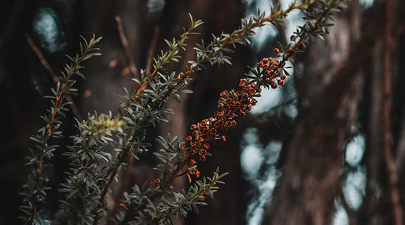 Manuka