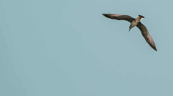 Vogel in der Luft